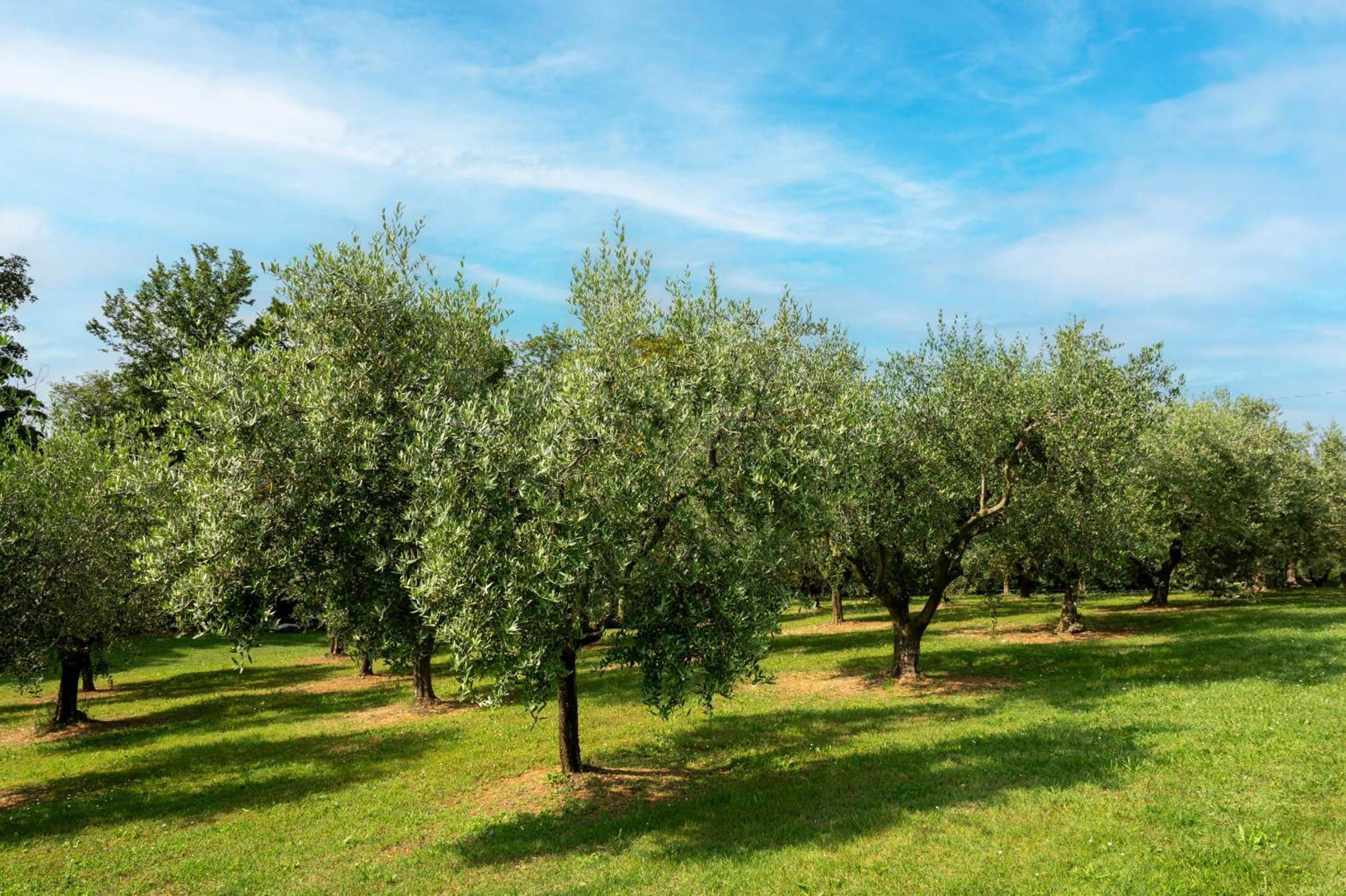 Agriturismo Terre Bianche Teolo Kültér fotó